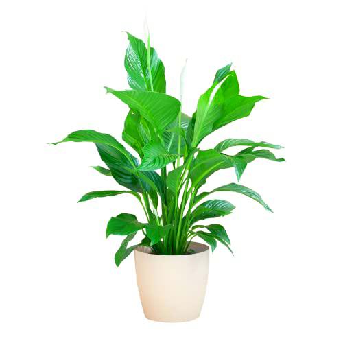 BloomPost Spathiphyllum + Maceta de fibra blanca - 65-75 cm