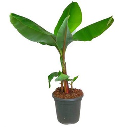 Platanera +50cm Altura Planta Natural Bananera