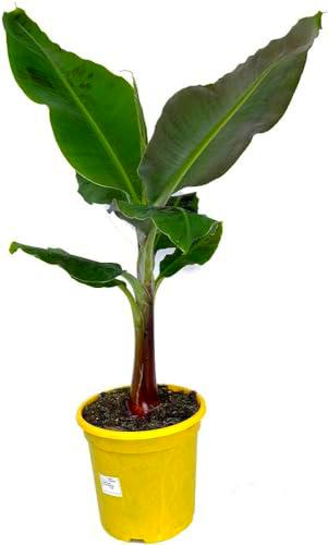 Bananero Planta +50cm de Altura Planta Viva Exterior e Interior