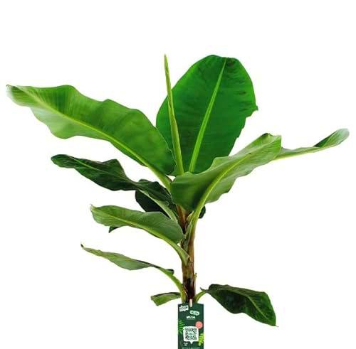 Bananera Grande Platanera de unos 90cm de Altura Planta Natural