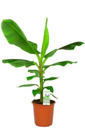 Bananero | 75-100cm Altura | DECOALIVE | Planta Natural