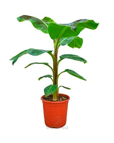 Bananera XL | DECOALIVE | Mide de 80 a 105 centímetros | Planta Viva