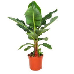 Platanero de Interior - Altura: 80-95 cm - Planta Ideal para Terrazas y Jardines