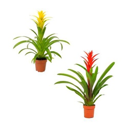 Guzmania Roja + Guzmania Amarilla Naturales las Plantas de Interior más Elegantes