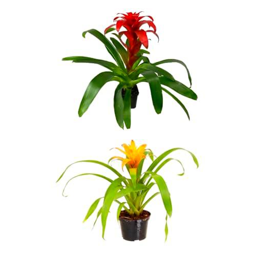 Set de Dos Planta: Estrella de Navidad o Guzmania Roja + Amarilla Naturales Plantas para la Temporada Navideña