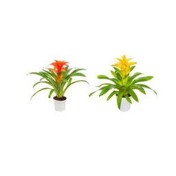 Bromelia Roja + Bromelia Amarilla Naturales la Belleza de la Naturaleza en tu Hogar