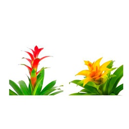 Guzmania Roja + Guzmania Amarilla Naturales las Plantas Tropicales que te Enamorarán