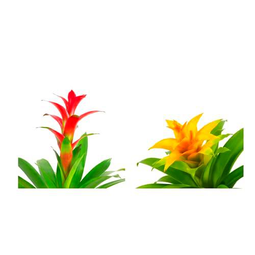 Guzmania Roja + Guzmania Amarilla Naturales las Plantas Tropicales que te Enamorarán