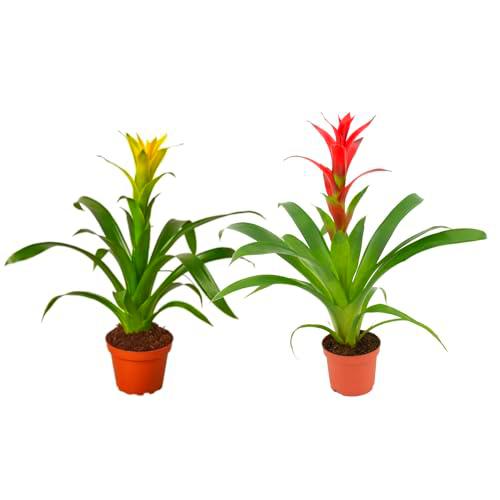 DOS GUZMANIA Plantas de Interior con Flores Rojas y Amarillas Naturales