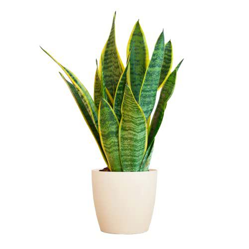 BloomPost Sansevieria TRIF Maceta Futura Superba 25-35 cm y Fibet blanca