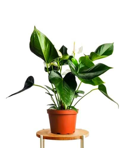 Planta Grande Anthurium Blanco ± 65cm de Altura Anturio Flores Blancas