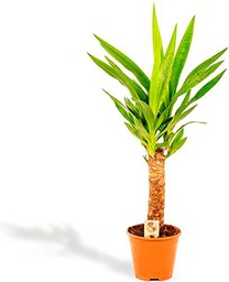 Yucca Elegans PREMIUM Planta de Exterior Natural ± 1 Metro de Altura