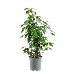 Ficus Benjamina Natural de 17cm de Maceta - Planta de Interior de Fácil Mantenimiento