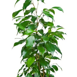 Árbol Ficus Benjamina Natural de 100cm Maceta de 17cm para un Crecimiento Saludable