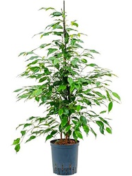 Ficus Benjamina Natural en Maceta de 17cm Elegancia y Frescura para tu Espacio Interior