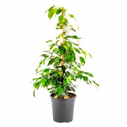 Ficus Benjamina Natural Árbol de 100cm para Interiores Sinónimo de Belleza y Sencillez