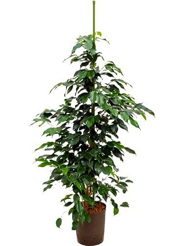 Ficus Benjamina Natural Árbol de Interior con Maceta de 17cm