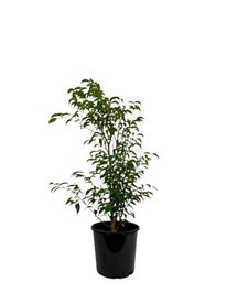 Ficus Benjamina Planta Natural de 100cm Ideal para Espacios Interiores