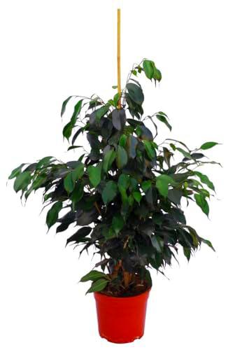 Ficus Benjamina Natural Magnífico Árbol de Interior Altura de 100cm con Maceta de 17cm