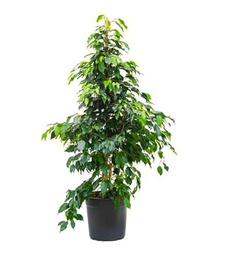 Ficus Benjamina Árbol de Interior de 100cm - Planta Natural de Fácil Cuidado en Maceta de 17cm