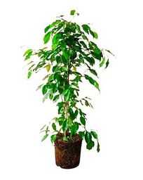 Ficus Benjamina Natural: Árbol de Interior de 100cm