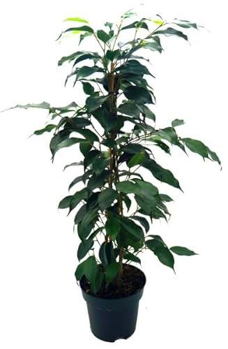 Ficus Benjamina Planta Natural con Maceta de 17cm - Ideal para Interiores