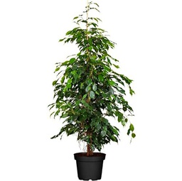 Ficus Benjamina Natural Árbol de Interior con Maceta de 17cm y Altura de 100cm