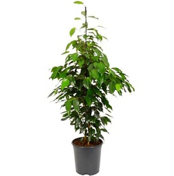 Ficus Benjamina Árbol de Interior Natural con Altura de 100cm y Maceta de 17cm