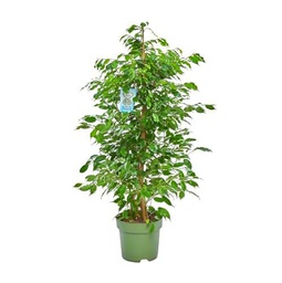 Planta Ficus Benjamina Árbol de Interior con Altura de 100cm