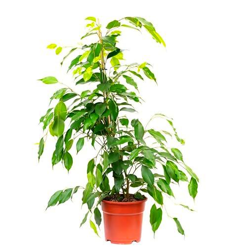 Ficus Benjamina en Maceta de 17cm Planta Natural de 100cm para Interiores