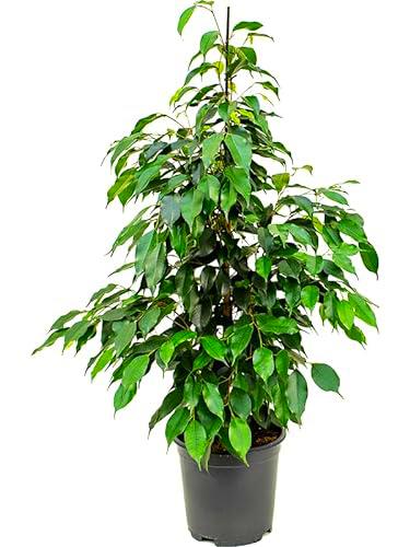 Ficus benjamina Natural Árbol para Interior o Exterior