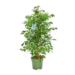 Ficus Benjamina Natural Árbol de Interior con Maceta de 17cm