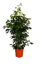 Ficus Benjamina Natural para Interior - Maceta de 17cm y Altura de 100cm