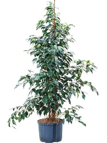 Árbol fácil de Cuidar - Ficus Benjamina - Natural Maceta de 17cm Altura de 100cm