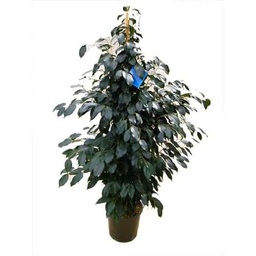 Planta Natural para Interiores Ficus Benjamina - Árbol Ideal para el Hogar