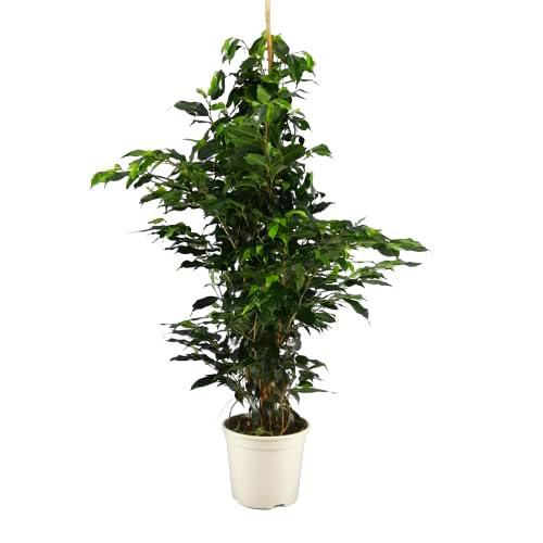 Ficus Benjamina Natural Árbol de Interior con Altura Impresionante de 100cm