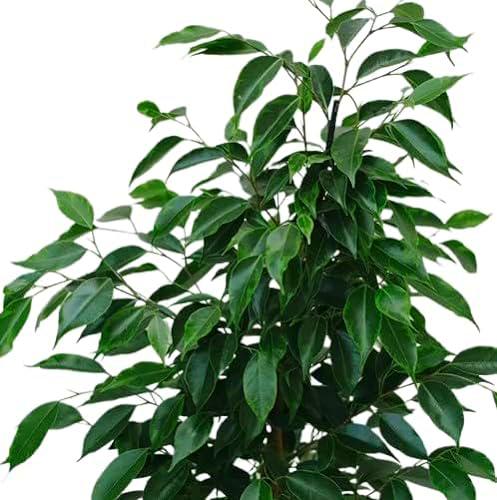 Ficus Benjamina Planta Natural de Interior Fácil de Cuidar con Maceta de 17cm