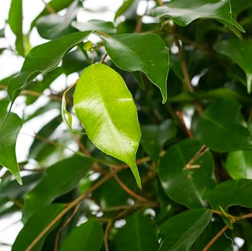 Ficus Benjamina Natural Árbol de Interior Perfecto para la Casa o la Oficina