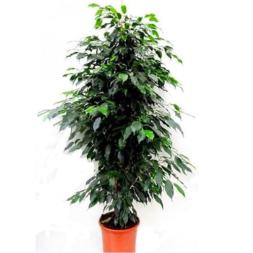 Ficus benjamina Natural Árbol de Interior de 100cm de Altura