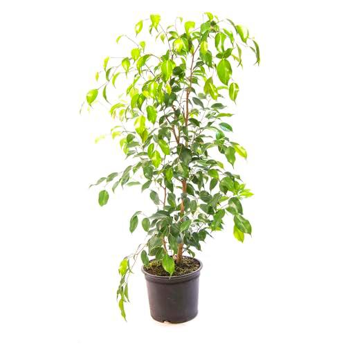 Árbol de Interior Ficus Benjamina Natural con Altura de 100cm y Maceta de 17cm