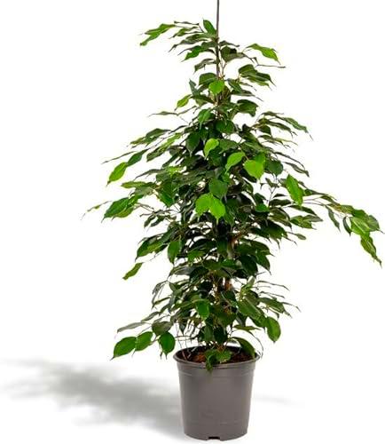 Ficus Benjamina de Interior Planta Natural con Maceta de 17cm y Altura Asombrosa de 100cm