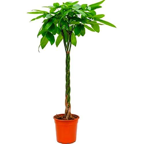 Pachira 90cm XL: Impresionante Planta Natural que Cautivará tus Sentidos