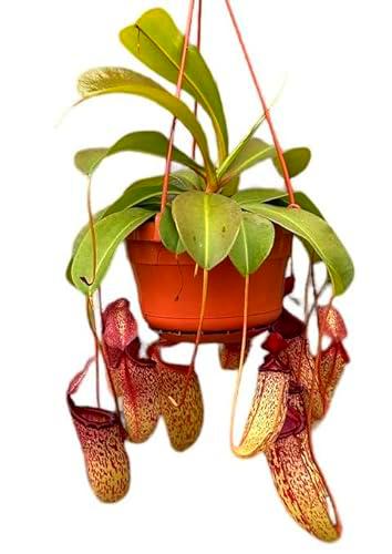 Planta Carnívora con Colgador Nepenthes Planta Jarras de Mono