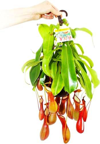 Planta Carnívora NEPENTHES ALATA Planta Grande con Colgador