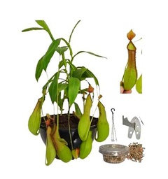 Nepenthes - Planta con Colgador - Planta Carnívora Viva