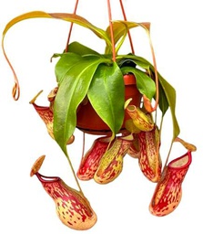 Planta Carnívora Colgante | Nepenthes |DECOALIVE | Planta Carnívora Natural