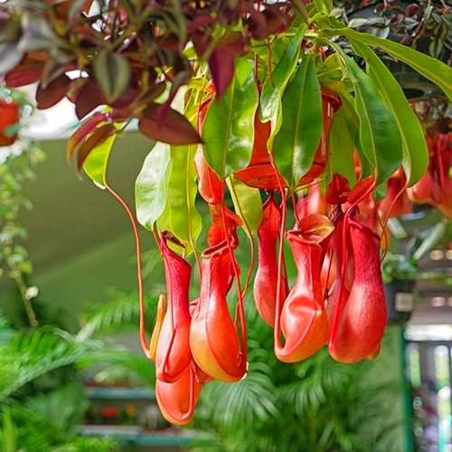 Planta Carnívora DECOALIVE Nepenthes Alata Planta Viva Exterior e Interior