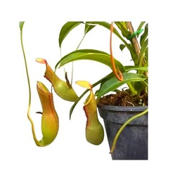 Planta Carnívora DECOALIVE Nepenthes Copitas de Modo Planta Grande