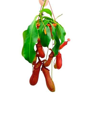 DECOALIVE Planta Carnívora PREMIUM Nepenthes Alata Planta Única