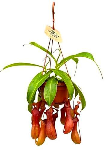 Nepenthes Alata DECOALIVE Planta Espectacular Especie Carnívora Gran Tamaño